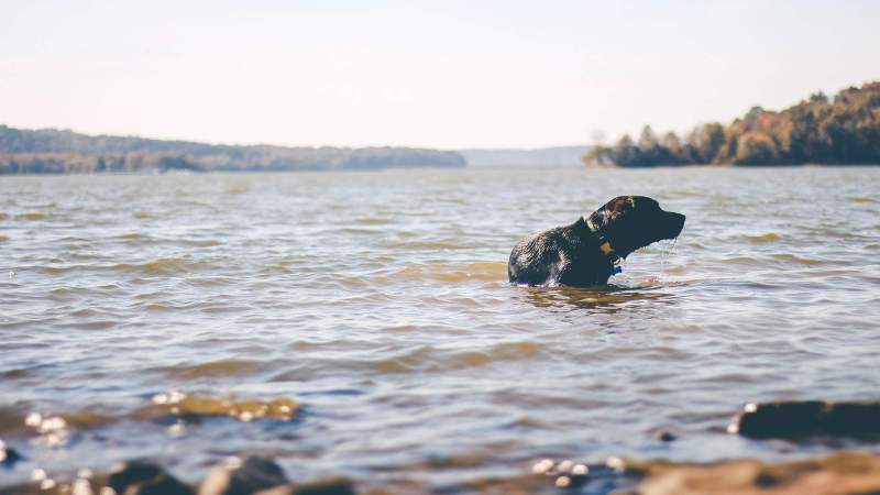 Dog Friendly Lakes Near Me To Swim