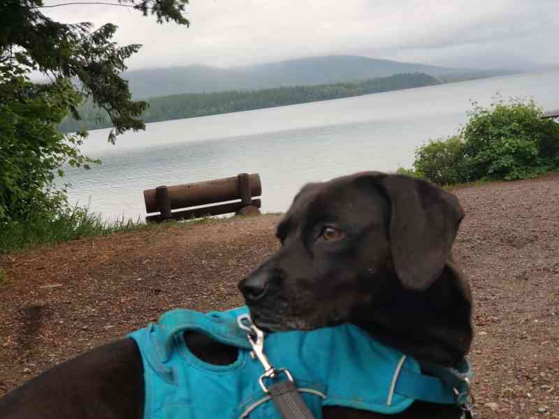 Dog Friendly Lodging Glacier National Park