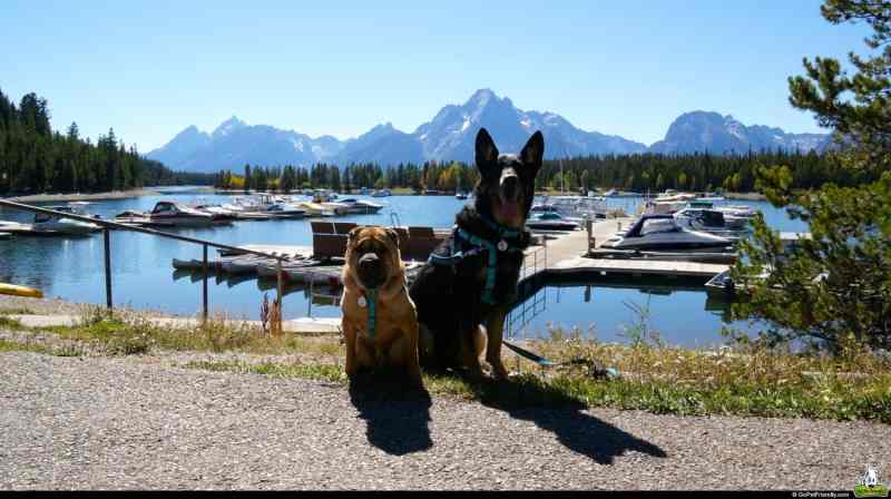 Dog Friendly Lodging Near Jackson Hole Wy