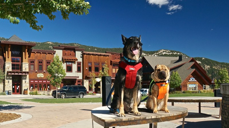 Dog Friendly Lodging Yellowstone