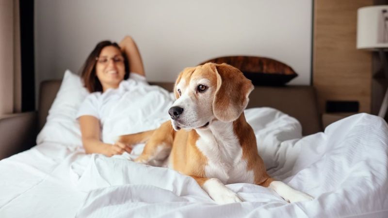 Dog Friendly Motel Near York Me