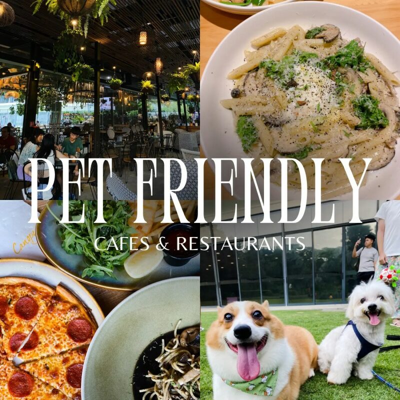 Dog Friendly Places To Visit Near Me