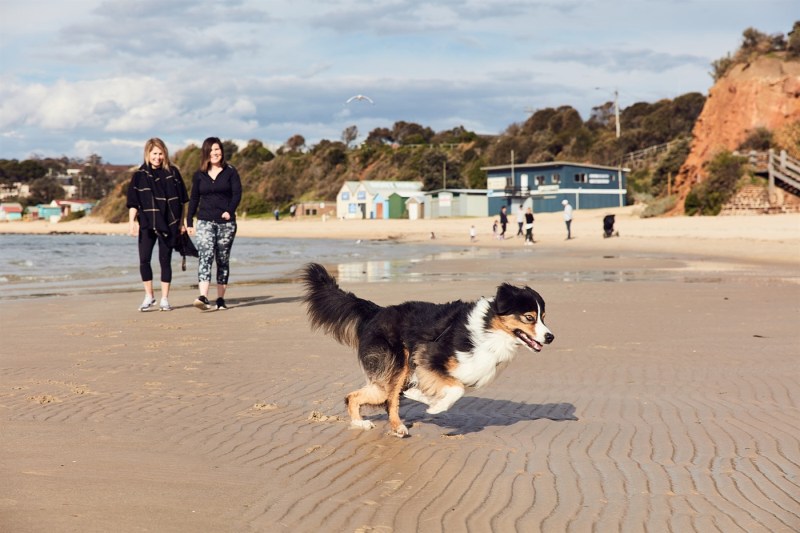 Dog Friendly Places To Visit On The East Coast