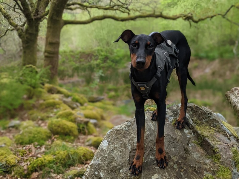 Dog Friendly Pubs Near Me Now