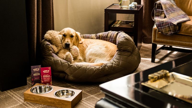 Dog Friendly Resorts Mn