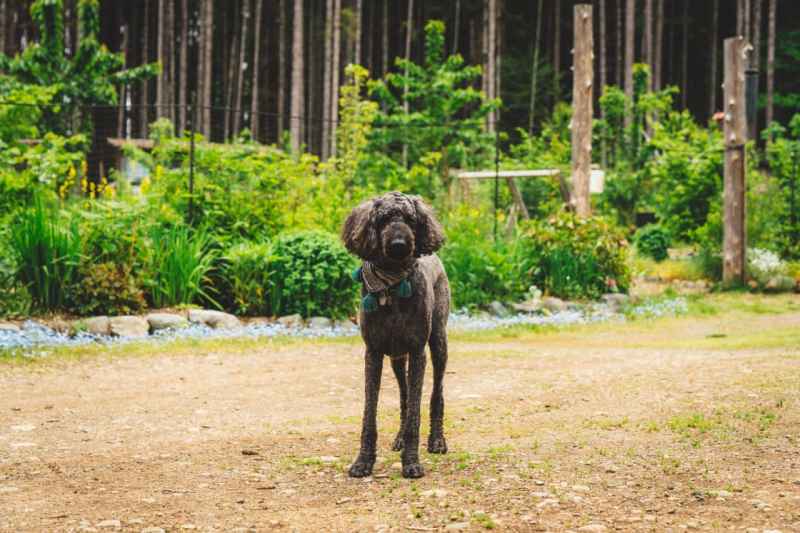 Dog Friendly Resorts Near Ottawa