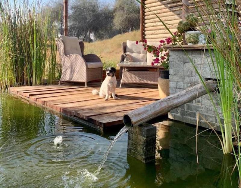 Dog Friendly Resorts Uae