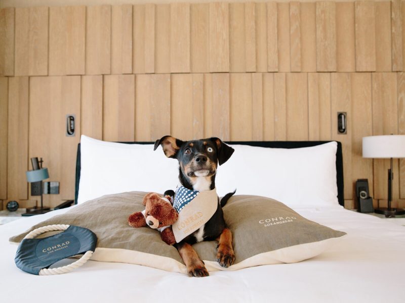 Dog Friendly Resorts Washington