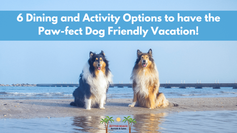 Dog Friendly Vacation Beach