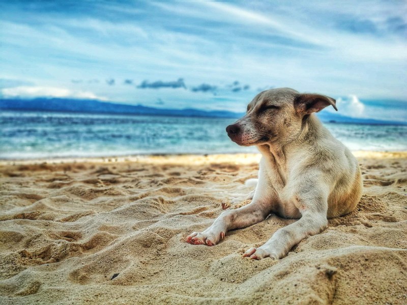 Dog Friendly Vacation Spots Near Me