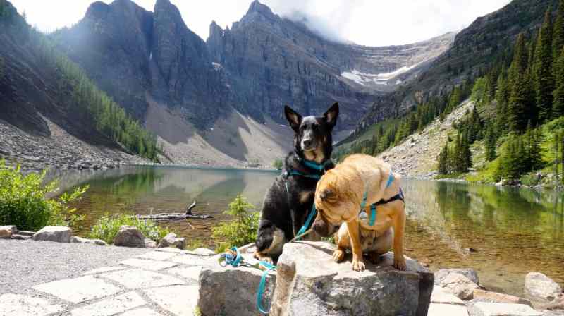 Dog Friendly Vacations Alberta