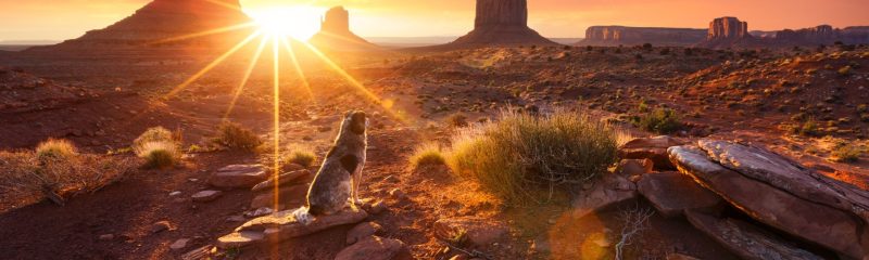 Dog Friendly Vacations Arizona