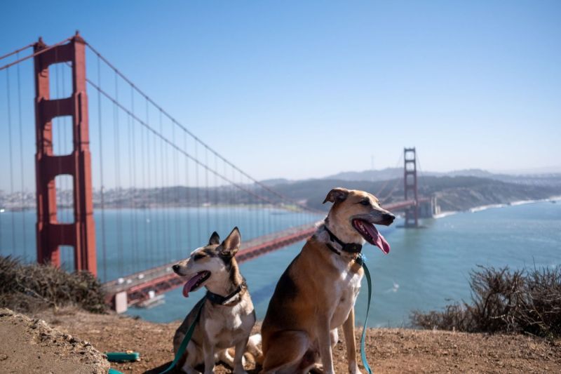 Dog Friendly Vacations California