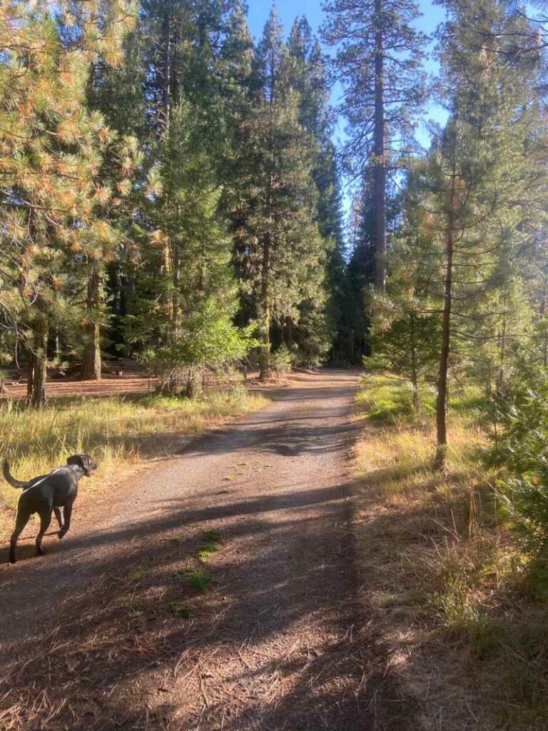 Dog Friendly Vacations In Northern California