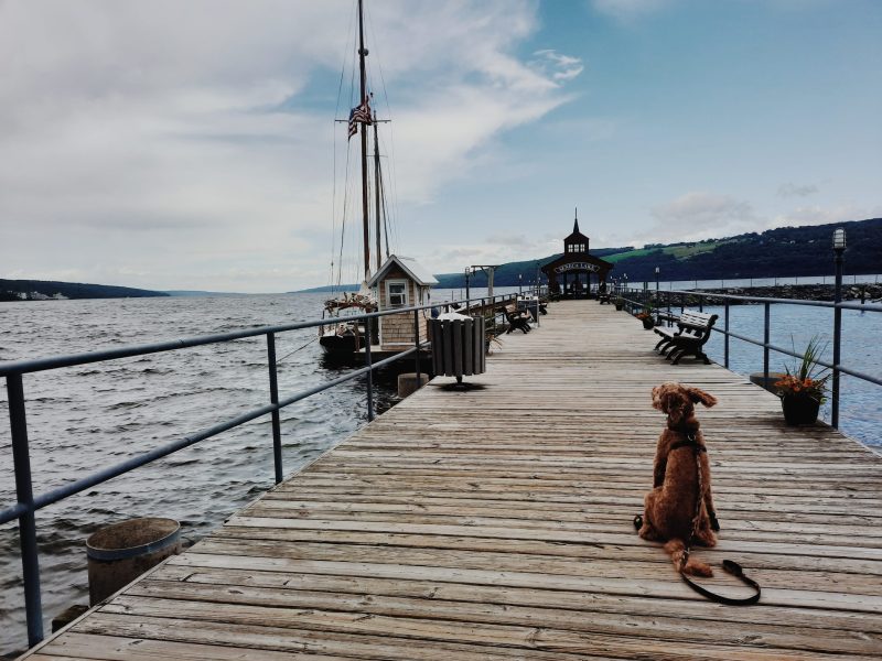 Dog Friendly Vacations Upstate Ny