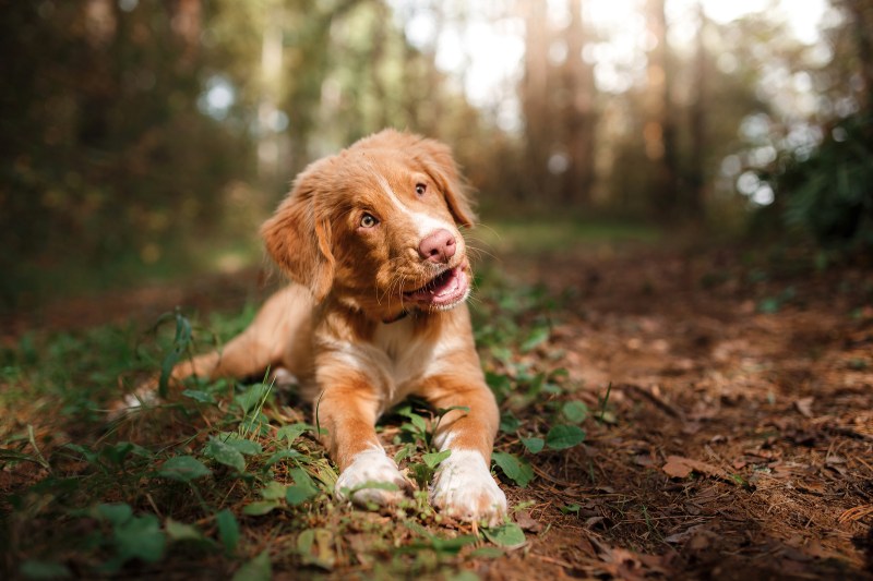 Family Vacations With Dogs