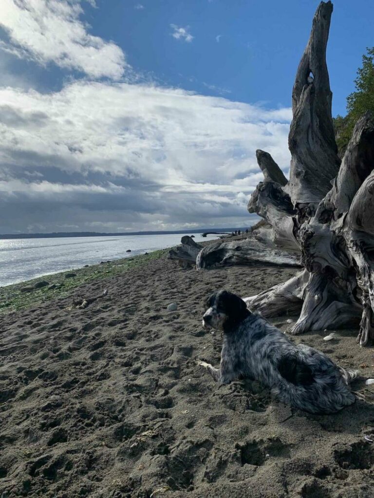 Off Leash Dog Friendly Beaches Near Me