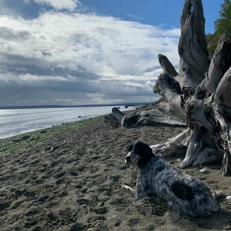 Off Leash Dog Friendly Beaches Near Me