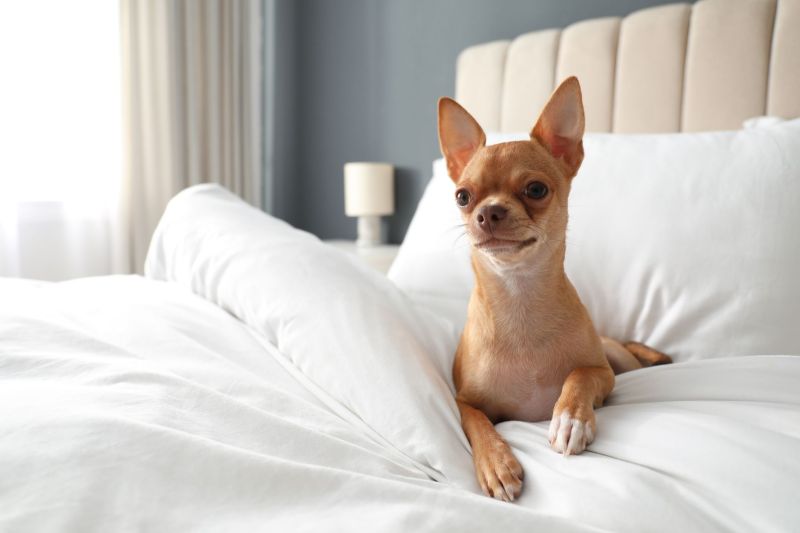 Pet Friendly Hotels Eastern Shore Va