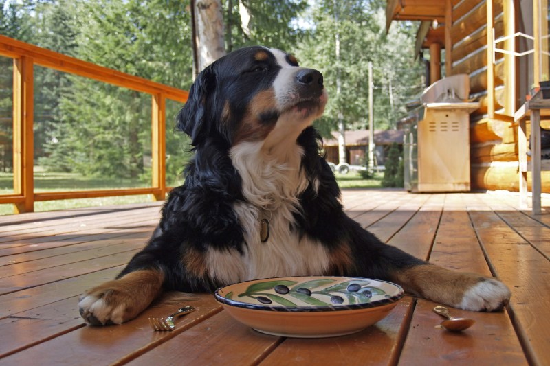 Vacation Rentals With Large Dogs