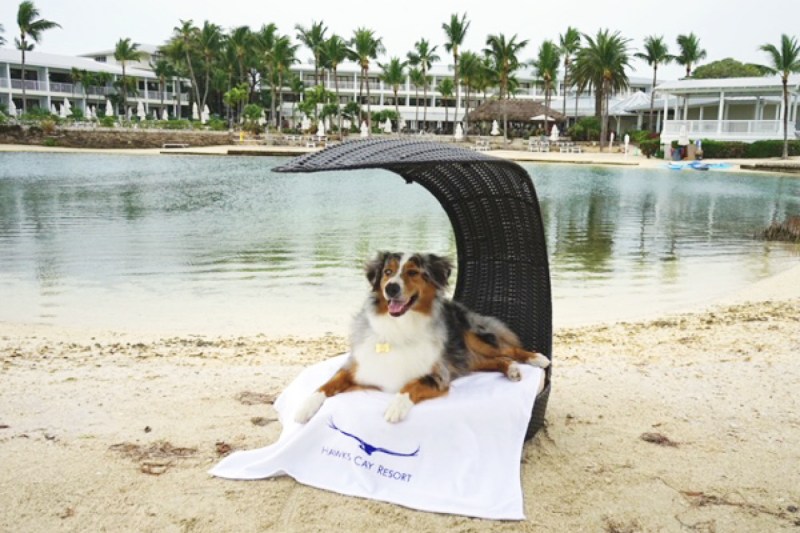 Vacation With Your Dog In Florida