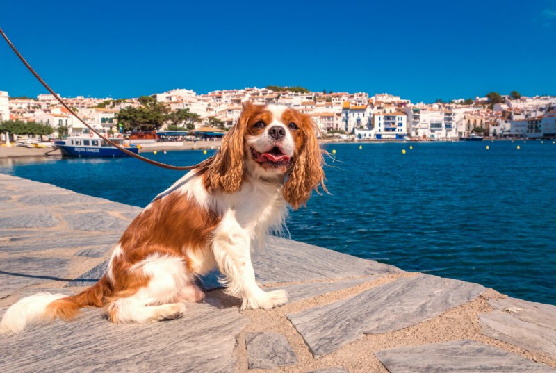 Vacations With Your Dogs