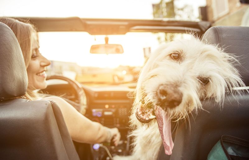 Vacations You Can Take With Your Dog