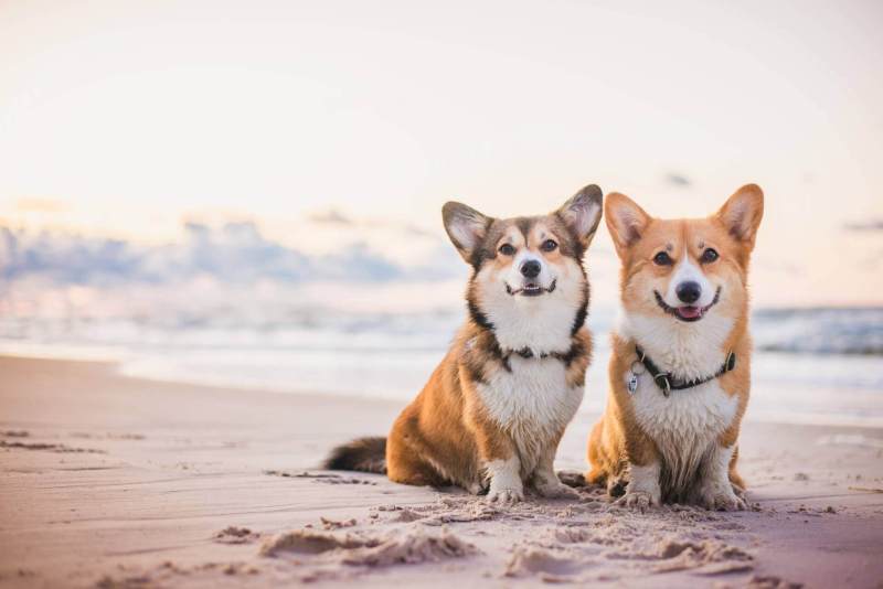 Beach Vacations With Dogs