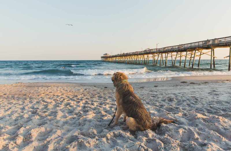 Best Dog Friendly Beach Vacations