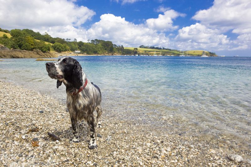 Best Dog Friendly Beaches Devon