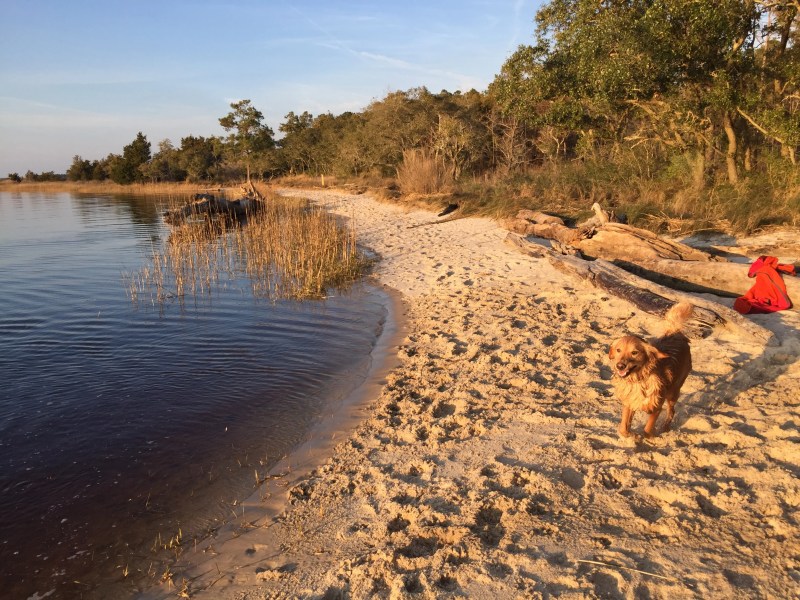 Best Dog Friendly Beaches In Nc