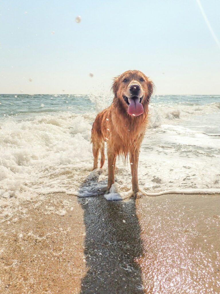 Best Dog Friendly Beaches In Us