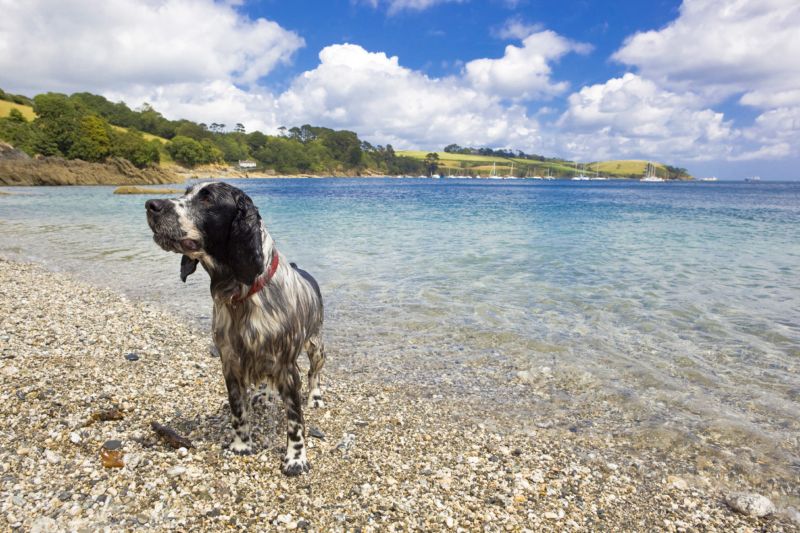 Best Dog Friendly Beaches