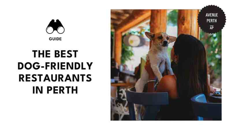 Best Dog Friendly Brunch Near Me