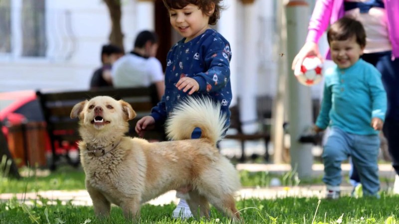 Best Dog Friendly Cities