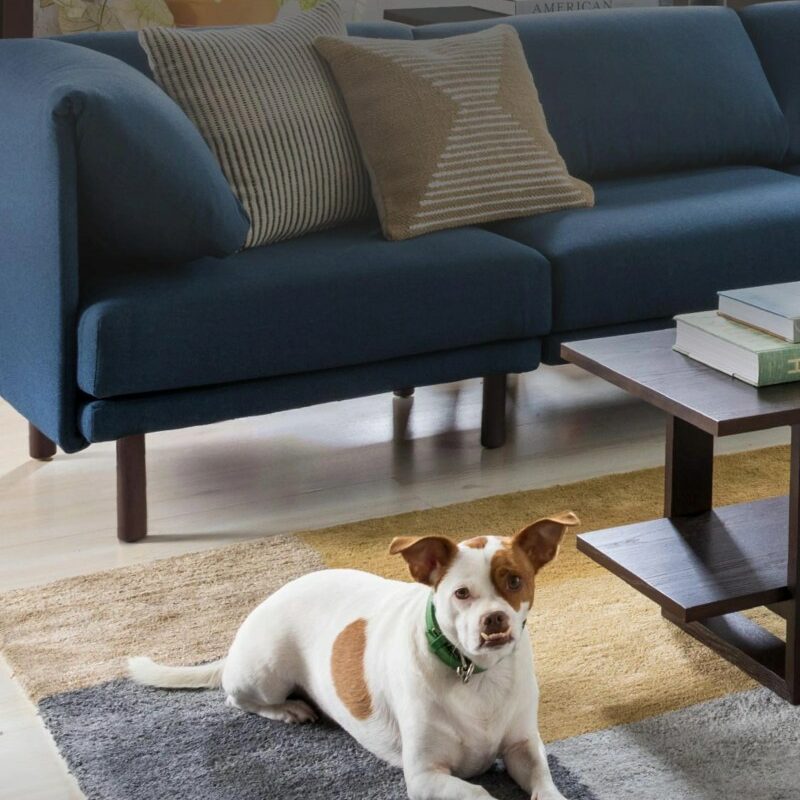 Best Dog Friendly Couches