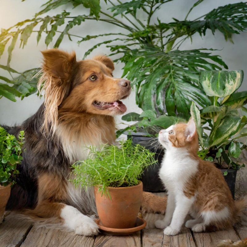 Best Dog Friendly Garden Plants