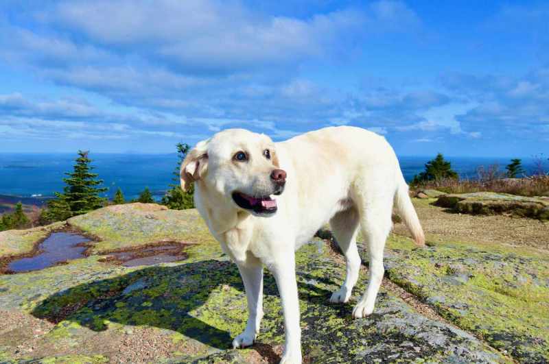 Best Dog Friendly Getaways