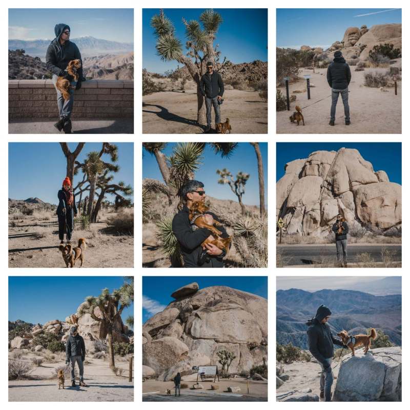 Best Dog Friendly Hikes Joshua Tree