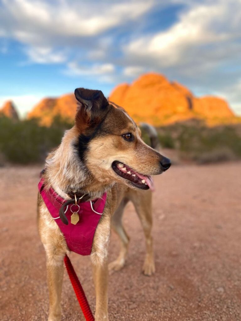 Best Dog Friendly Hikes Near Me