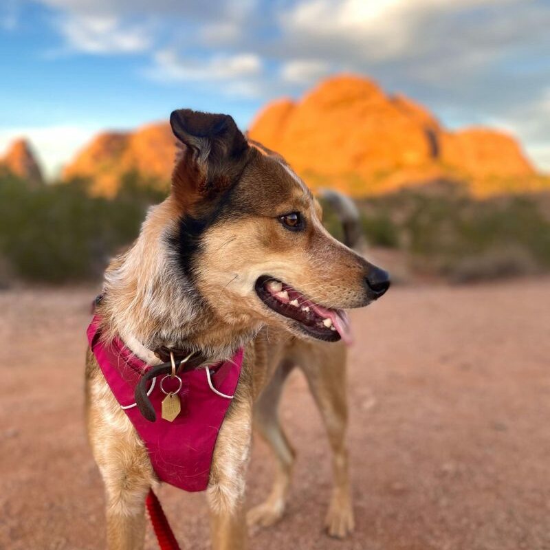 Best Dog Friendly Hikes Near Me