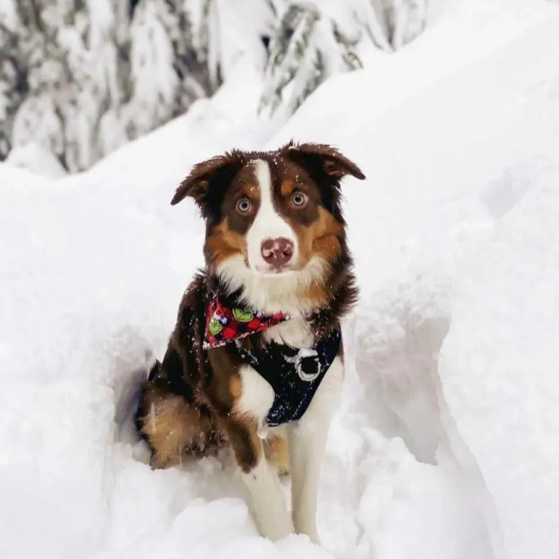 Best Dog Friendly Hikes Vancouver