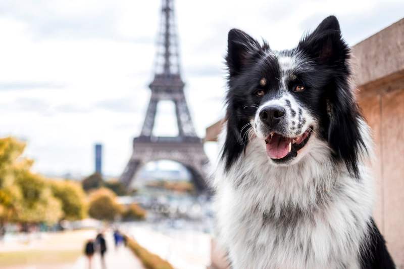 Best Dog Friendly Holidays France