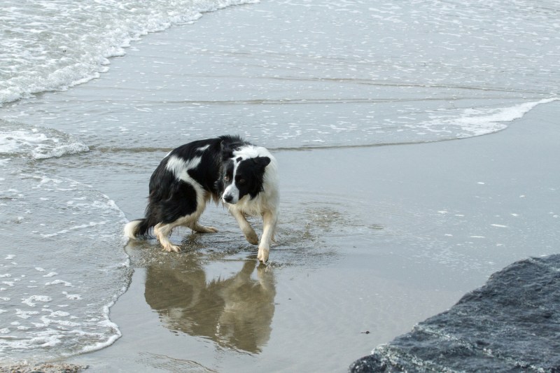 Best Dog Friendly Locations Cornwall