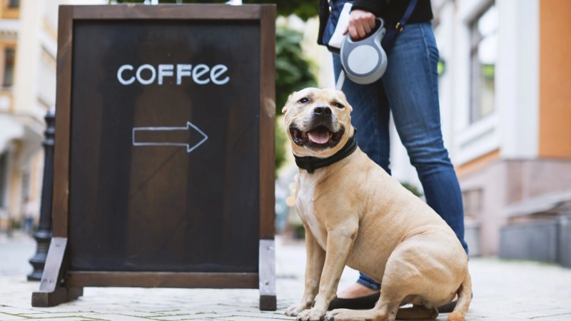 Best Dog Friendly Locations