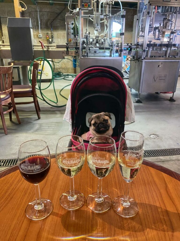 Best Dog Friendly Napa Winery