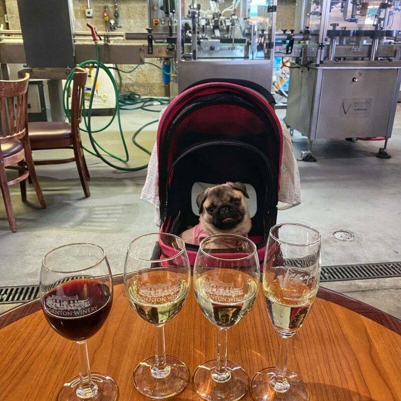 Best Dog Friendly Napa Winery