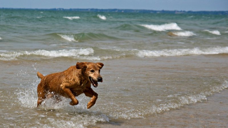 Best Dog Friendly National Parks