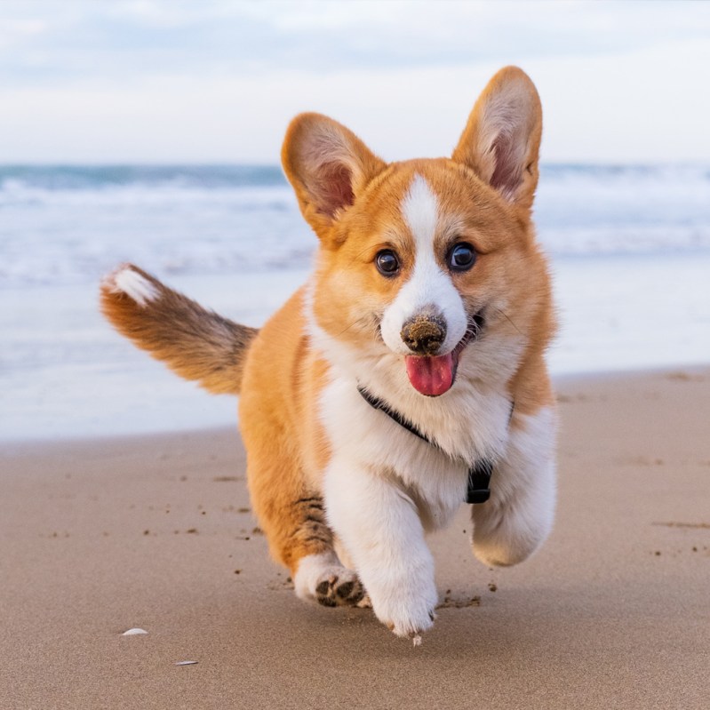 Best Dog Friendly Places In Us