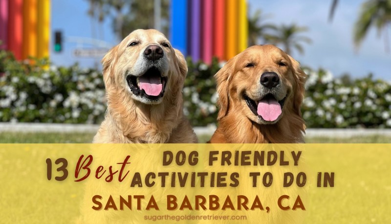 Best Dog Friendly Places Near Me